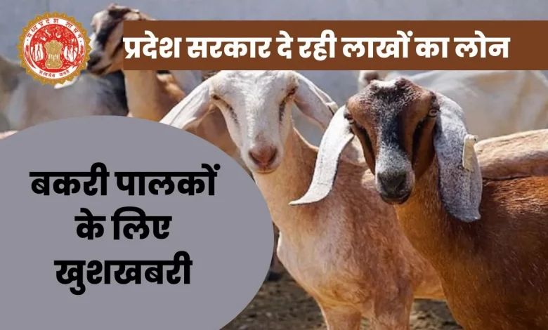 goat farming promotion : बकरी पालकों के लिए खुशखबरी, प्रदेश सरकार दे रही लाखों का लोन