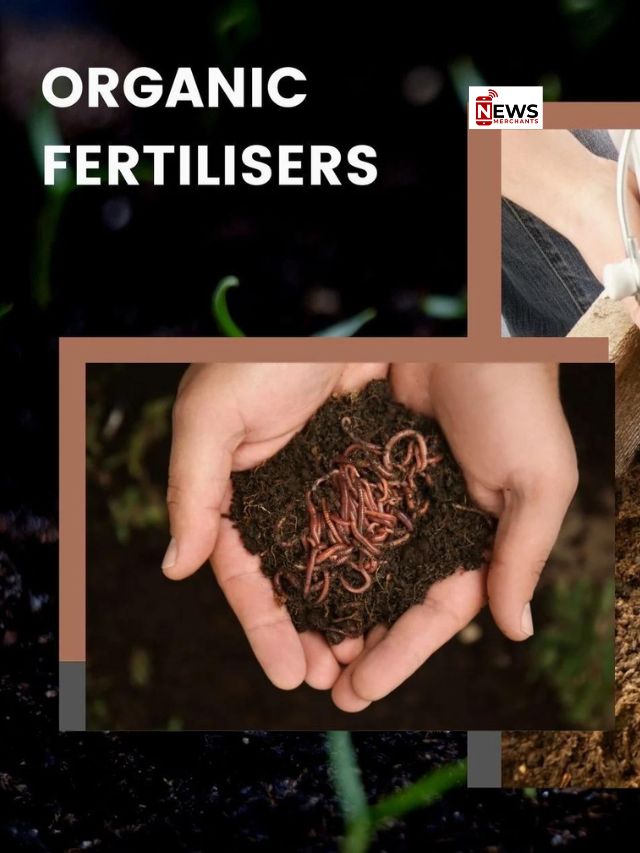 organic fertilizer